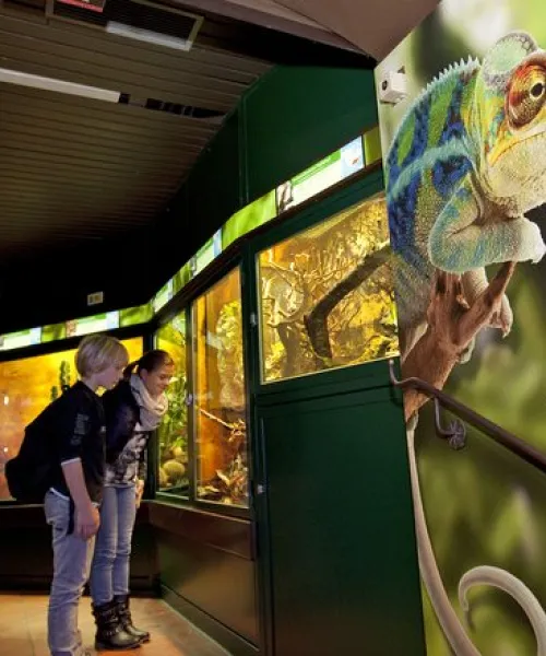 Zwei Personen betrachten Aquarien mit Reptilien und Amphibien.